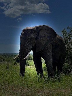 Senior Gibee The Guide Kilimanjaro (safari's)